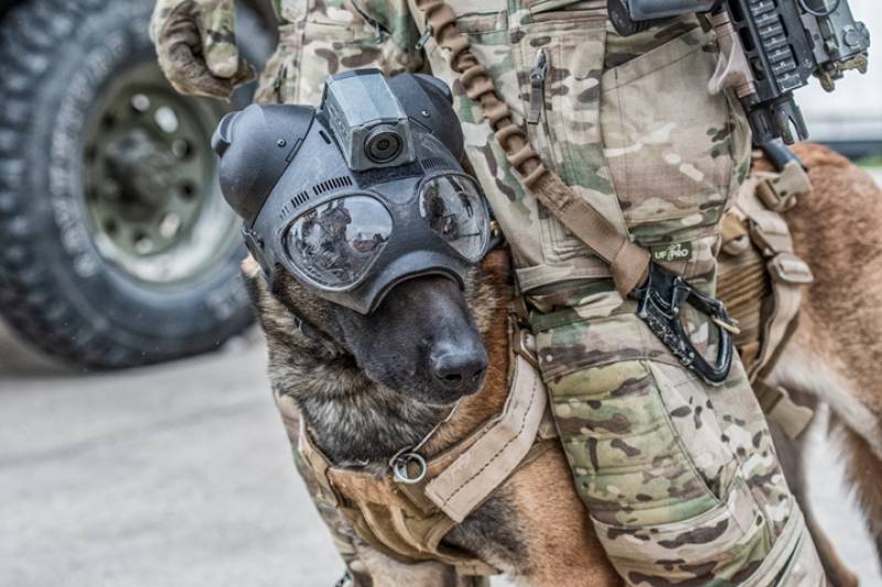 Los perros tampoco faltaron a la cita Los perros tampoco faltaron a la cita