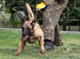 Gua adiestrando a su perro.