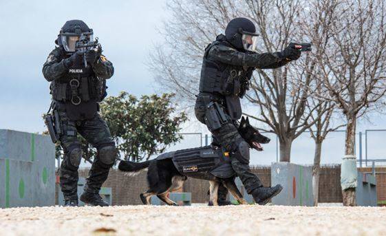 Tambien los perros K9 poseen chalecos especiales que les proporcionan proteccion balistica. En esta imagen podemos ver a ELKO,este agente canino resulto herido por arma de fuego en la intervencion que se llevo a cabo contra un vecino atrincherado en Valladolid en 2020. Tambien los perros K9 poseen chalecos especiales que les proporcionan proteccion balistica. En esta imagen podemos ver a ELKO,este agente canino resulto herido por arma de fuego en la intervencion que se llevo a cabo contra un vecino atrincherado en Valladolid en 2020.