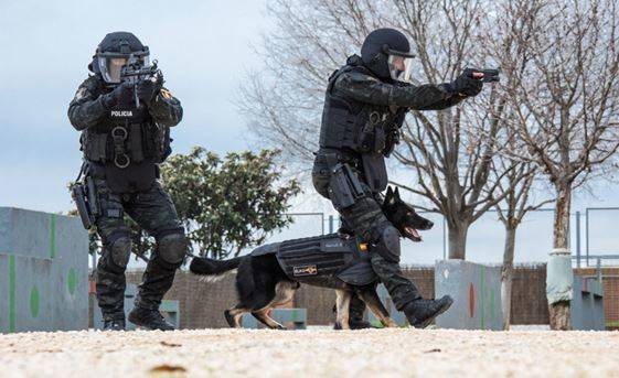 Tambien los perros K9 poseen chalecos especiales que les proporcionan proteccion balistica. En esta imagen podemos ver a ELKO,este agente canino resulto herido por arma de fuego en la intervencion que se llevo a cabo contra un vecino atrincherado en Valladolid en 2020.