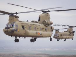 Dos helicpteros CH-47 Chinook de la versin Foxtrot, el ET-425 y ET-428, volando en patrulla. (foto: Esteban Maiza)