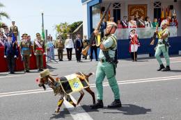 El carnero Camarn de la Legin desfilando frente al Rey.  (foto Ruben Somonte/MDE)