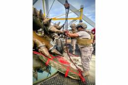 El equipo EDE de la Armada trabajando con la draga y el explosivo. (foto: Armada)