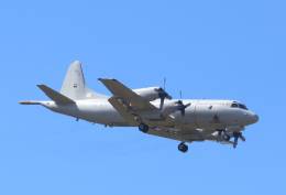 Uno de los P-3C CUP+ de la FAP aterrizando en su base de Beja. (foto Julio Ma�z)